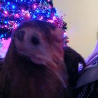 dominik.hamster