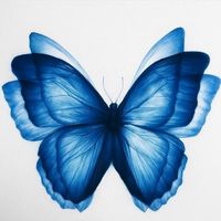 sencioqualiaa