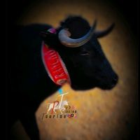 pasion_taurino85