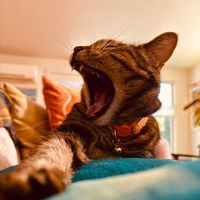 thecapcutcat6361