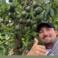 todosobreaguacatehass