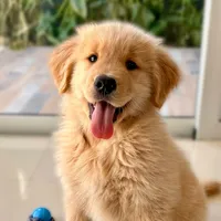 original sound - elgolden.odin