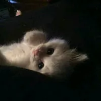 Sígueme Da like Copia el link y usa el audio