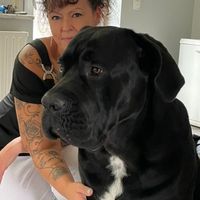 apollo_canecorso_