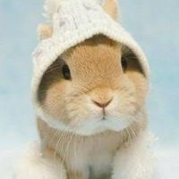 lullihoney