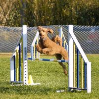 molly_le_caniche