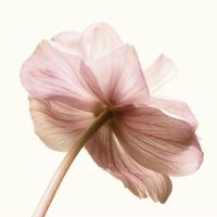 s_sawako