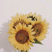suara asli - bilbulbal_