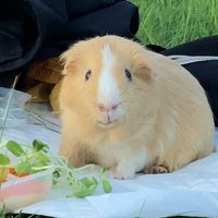 TikTok Creator - babongbabimbub