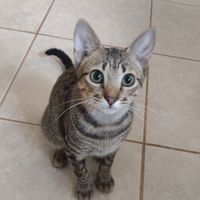 gatinhobell_contraapif