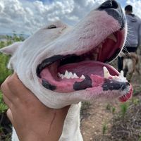 _elvage_dogoarjentino_