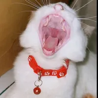 original sound - kinosicat