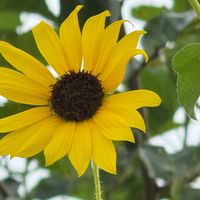 florytcacao