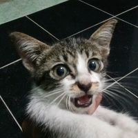 fachmybogek