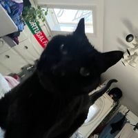 charliethecat11
