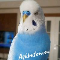 askbutonum