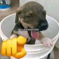 alpha_supremo_