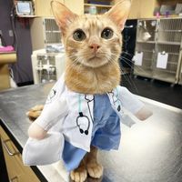 cityvetwhiterock