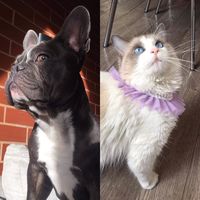 simzecatdog