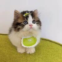 original sound - mycat0195