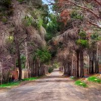 الصوت الأصلي