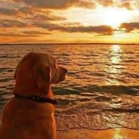luckydog__