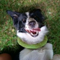borderka_bella
