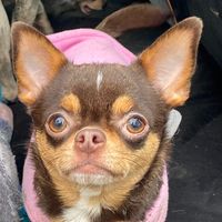 mama_bear_chihuahuas
