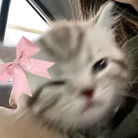 original sound - bellnabi