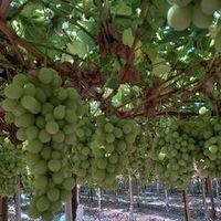 contratistapedrocortes