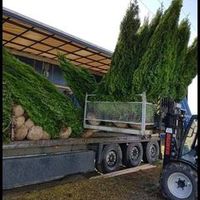 lorygarden0
