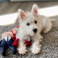flora_theblindwestie