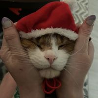 ch1stmasv1bes