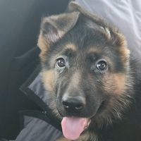 ceceliatheceliacddog