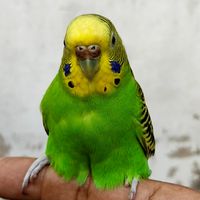periquitoaustralianocc