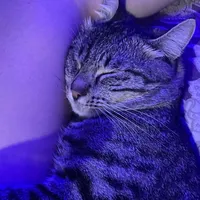 original sound - konil_kuii