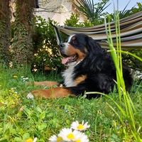 tobia.2022