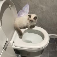 ellepawss