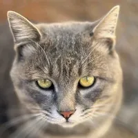 original sound - gatteo4