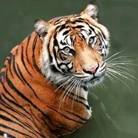 original sound - wildlifeanimls1