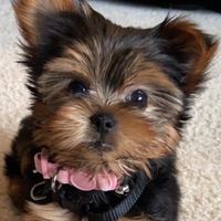 littlelittlemisslilo