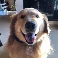 alaskaogoldenretriever