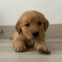 original sound - golden.nala