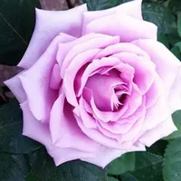 original sound - mihaelacristina468