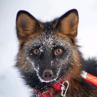 оригинальный звук