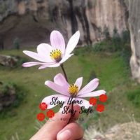 natalysilviacc.a