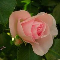 dorisponce4597