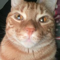 mellow mellow by berry good