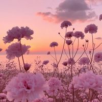 pinkhalofinds