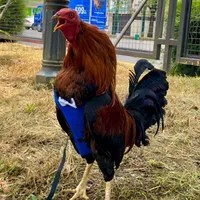 original sound - gusgallochilango